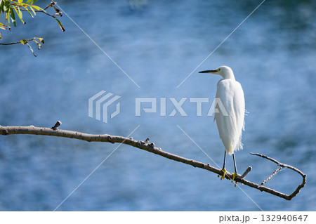 川辺の木に留まるコサギ 132940647