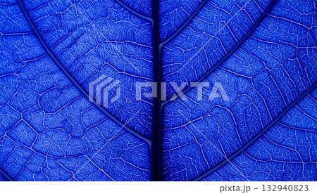 Macro image of a green leaf texture, showing the intricate veins and organic pattern of nature's foliage Macro image of a green leaf texture, showing the intricate veins and organic pattern of nature's foliage 132940823