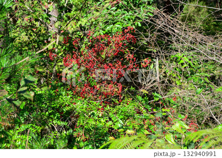 Viburnum dilatatum, the linden viburnum, a deciduous shrub of the honeysuckle family with white flowers blooming in summer and bright red berries in autumn. Photographed in Korea. 132940991