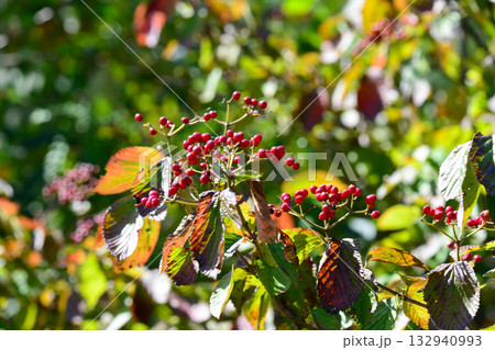 Viburnum dilatatum, the linden viburnum, a deciduous shrub of the honeysuckle family with white flowers blooming in summer and bright red berries in autumn. Photographed in Korea. Viburnum dilatatum, the linden viburnum, a deciduous shrub of the honeysuckle family with white flowers blooming in summer and bright red berries in autumn. Photographed in Korea. 132940993
