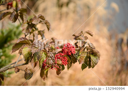 Viburnum dilatatum, the linden viburnum, a deciduous shrub of the honeysuckle family with white flowers blooming in summer and bright red berries in autumn. Photographed in Korea. 132940994