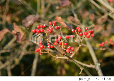 Viburnum dilatatum, the linden viburnum, a deciduous shrub of the honeysuckle family with white flowers blooming in summer and bright red berries in autumn. Photographed in Korea. 132941006