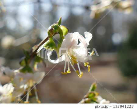 Lonicera harae, a deciduous shrub endemic to Korea, grows on sunny rocky slopes with pale yellow lip-shaped flowers blooming with leaves and red berries ripening in autumn. Photographed in Korea. Lonicera harae, a deciduous shrub endemic to Korea, grows on sunny rocky slopes with pale yellow lip-shaped flowers blooming with leaves and red berries ripening in autumn. Photographed in Korea. 132941223