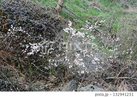 Lonicera harae, a deciduous shrub endemic to Korea, grows on sunny rocky slopes with pale yellow lip-shaped flowers blooming with leaves and red berries ripening in autumn. Photographed in Korea. Lonicera harae, a deciduous shrub endemic to Korea, grows on sunny rocky slopes with pale yellow lip-shaped flowers blooming with leaves and red berries ripening in autumn. Photographed in Korea. 132941231