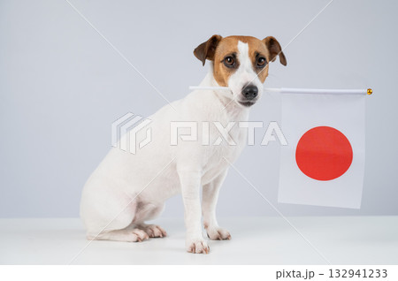 Jack Russell Terrier dog holding a Japanese flag on a white background. Jack Russell Terrier dog holding a Japanese flag on a white background. 132941233