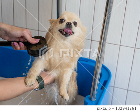 Cute Pomeranian at the grooming. Dog in the shower. Cute Pomeranian at the grooming. Dog in the shower. 132941261