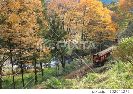 わたらせ渓谷鐵道「紅葉した山間部を走るトロッコわっしー号」 132941275