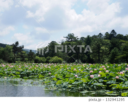 満開の蓮の花の池 132941295