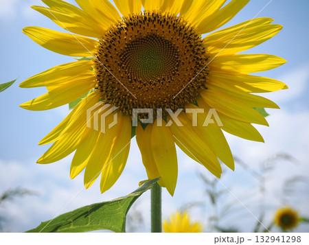 ヒマワリの花のクローズアップ ヒマワリの花のクローズアップ 132941298