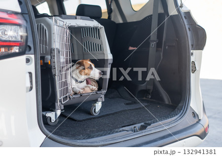 Jack Russell Terrier Dog in Travel Carrier in Car Trunk. Jack Russell Terrier Dog in Travel Carrier in Car Trunk. 132941381
