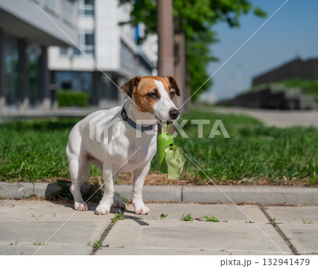 Adorable Dog with Waste Bag Ready for a Walk.  132941479