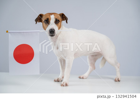 Jack Russell Terrier dog holding a Japanese flag on a white background. Jack Russell Terrier dog holding a Japanese flag on a white background. 132941504