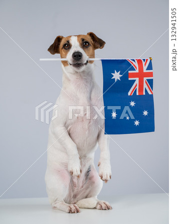 Jack Russell Terrier Dog Holding Australian Flag.  132941505