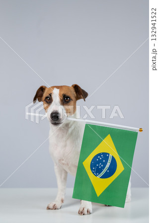 Jack Russell Terrier dog holding a Brazilian flag on a white background 132941522