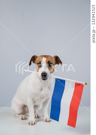Jack Russell Terrier dog holding a Dutch flag on a white background.  132941525