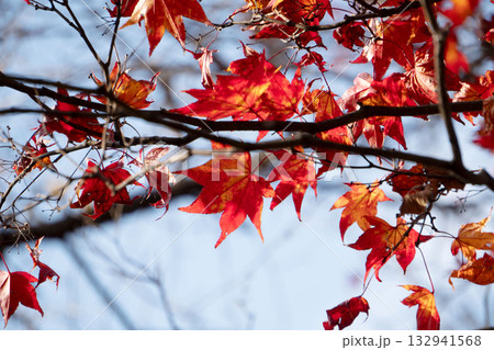 秋の紅葉 132941568
