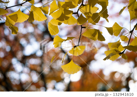 秋の紅葉 秋の紅葉 132941610