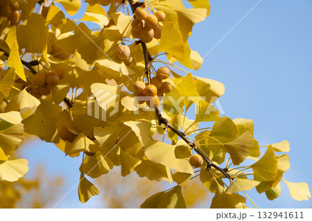 北海道大学のイチョウ並木の実 132941611
