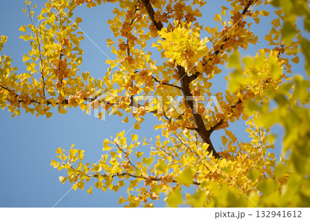 北海道大学のイチョウ並木の実 北海道大学のイチョウ並木の実 132941612