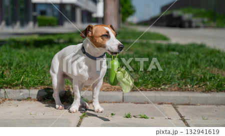 Adorable Dog with Waste Bag Ready for a Walk.  132941619