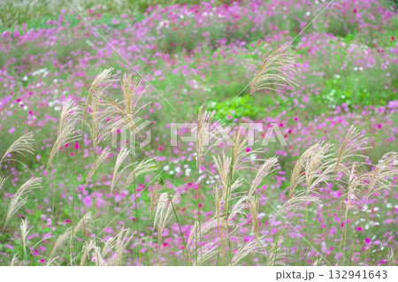 コスモス畑の風になびくススキの穂 132941643