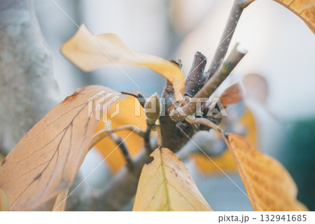 Japanese Gardener Japanese Gardener 132941685
