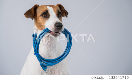 Jack Russell Terrier Dog Chewing Internet Wire.  132941719