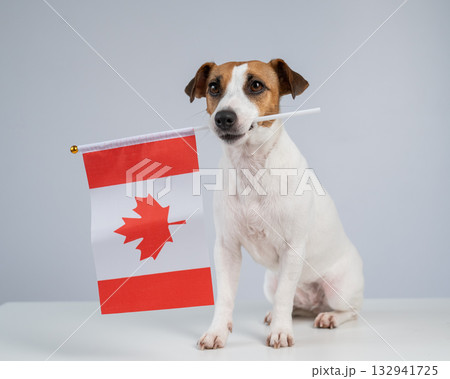 Jack Russell Terrier dog holding a Canadian flag on a white background.  132941725