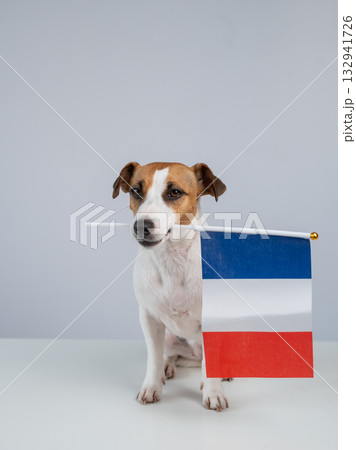 Jack Russell Terrier dog holding a French flag on a white background. Jack Russell Terrier dog holding a French flag on a white background. 132941726