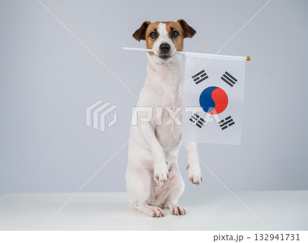 Jack Russell Terrier dog holding South Korea flag on white background.  132941731
