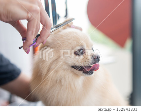 A groomer cuts a Pomeranian in a grooming salon. A groomer cuts a Pomeranian in a grooming salon. 132941833