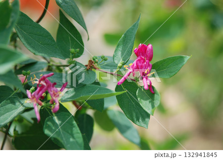Lonicera maximowiczii, red honeysuckle shrub with deep crimson flowers and red berries, a deciduous species native to Korea. Lonicera maximowiczii, red honeysuckle shrub with deep crimson flowers and red berries, a deciduous species native to Korea. 132941845