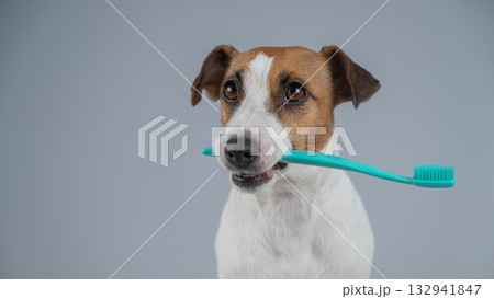 Playful Dog Holding a Toothbrush in Its Mouth.  132941847