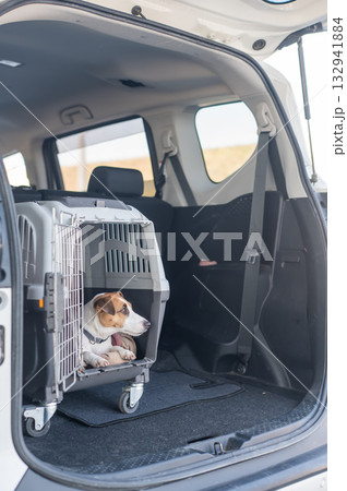Jack Russell Terrier Dog in Travel Carrier in Car Trunk. Jack Russell Terrier Dog in Travel Carrier in Car Trunk. 132941884