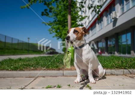 Adorable Dog with Waste Bag Ready for a Walk.  132941902