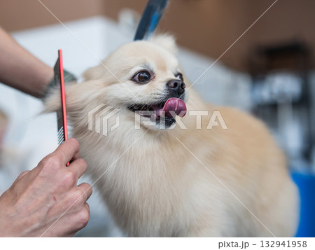 A Pomeranian is combed in a grooming salon. 132941958