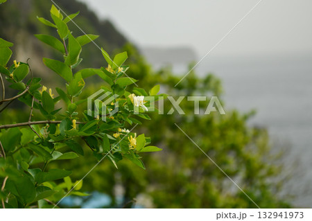 Lonicera insularis, Ulleungdo honeysuckle with white to yellow flowers and red toxic berries, an endemic shrub of Korea. 132941973