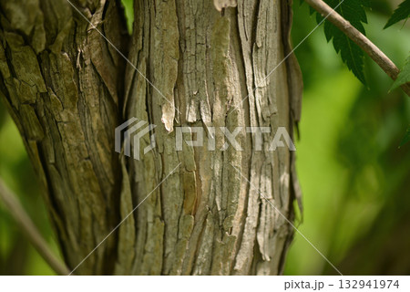 Lonicera insularis, Ulleungdo honeysuckle with white to yellow flowers and red toxic berries, an endemic shrub of Korea. 132941974