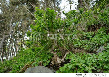 Lonicera insularis, Ulleungdo honeysuckle with white to yellow flowers and red toxic berries, an endemic shrub of Korea. Lonicera insularis, Ulleungdo honeysuckle with white to yellow flowers and red toxic berries, an endemic shrub of Korea. 132941975