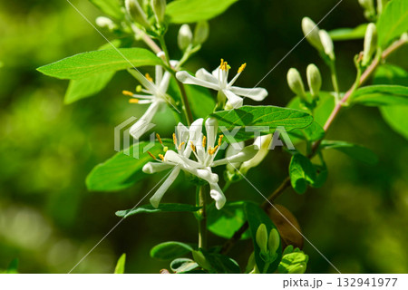 Lonicera insularis, Ulleungdo honeysuckle with white to yellow flowers and red toxic berries, an endemic shrub of Korea. Lonicera insularis, Ulleungdo honeysuckle with white to yellow flowers and red toxic berries, an endemic shrub of Korea. 132941977