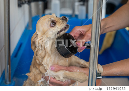 Cute Pomeranian at the grooming. Dog in the shower.  132941983
