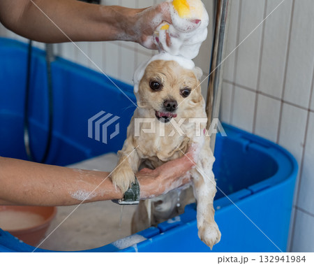Cute Pomeranian at the grooming. Dog in the shower. Cute Pomeranian at the grooming. Dog in the shower. 132941984