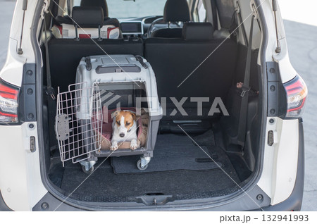 Jack Russell Terrier Dog in Travel Carrier in Car Trunk. Jack Russell Terrier Dog in Travel Carrier in Car Trunk. 132941993