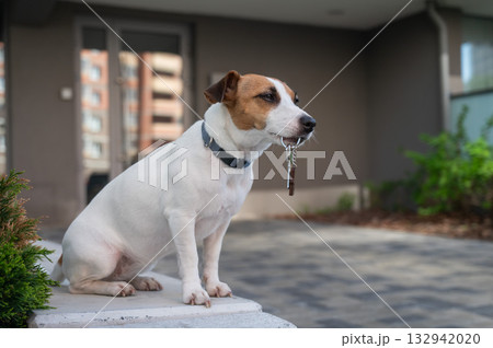 Jack Russell Terrier Dog Holding Apartment Keys. Jack Russell Terrier Dog Holding Apartment Keys. 132942020