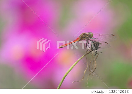 コスモス畑のアカトンボ 132942038