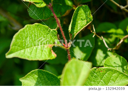 Lonicera vesicaria, honeysuckle shrub with pale yellow flowers and bright red cherry-like berries, a deciduous species native to Korea. Lonicera vesicaria, honeysuckle shrub with pale yellow flowers and bright red cherry-like berries, a deciduous species native to Korea. 132942039