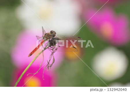 コスモス畑のアカトンボ コスモス畑のアカトンボ 132942040