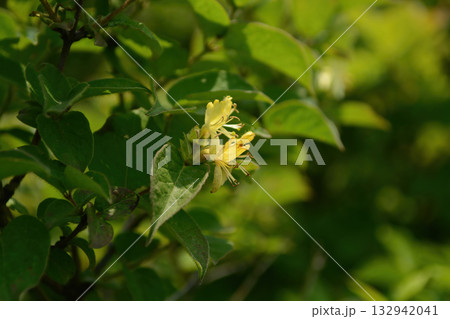 Lonicera vesicaria, honeysuckle shrub with pale yellow flowers and bright red cherry-like berries, a deciduous species native to Korea. 132942041