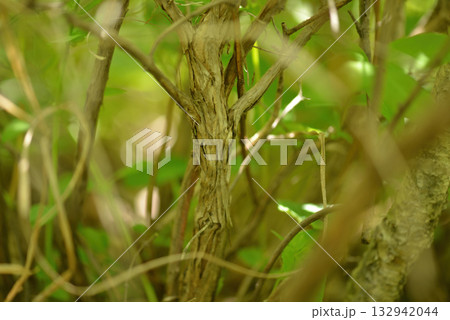 Lonicera vesicaria, honeysuckle shrub with pale yellow flowers and bright red cherry-like berries, a deciduous species native to Korea. 132942044