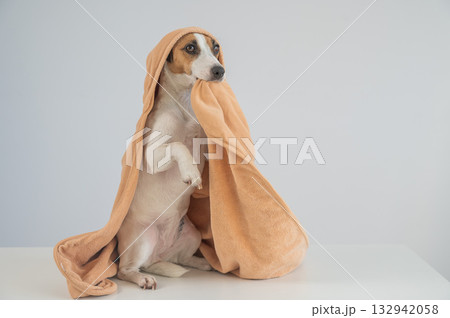 Jack Russell Terrier dog in a towel on a white background.  132942058
